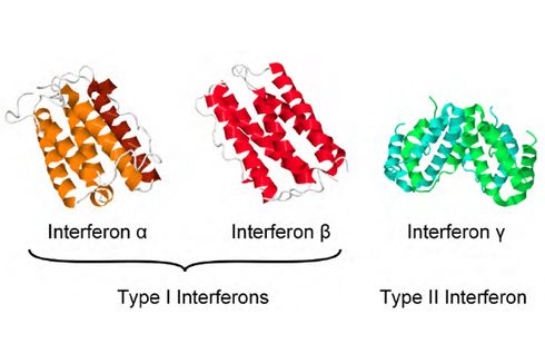 Interferon Bioteknologi: Pengertian dan Fungsi