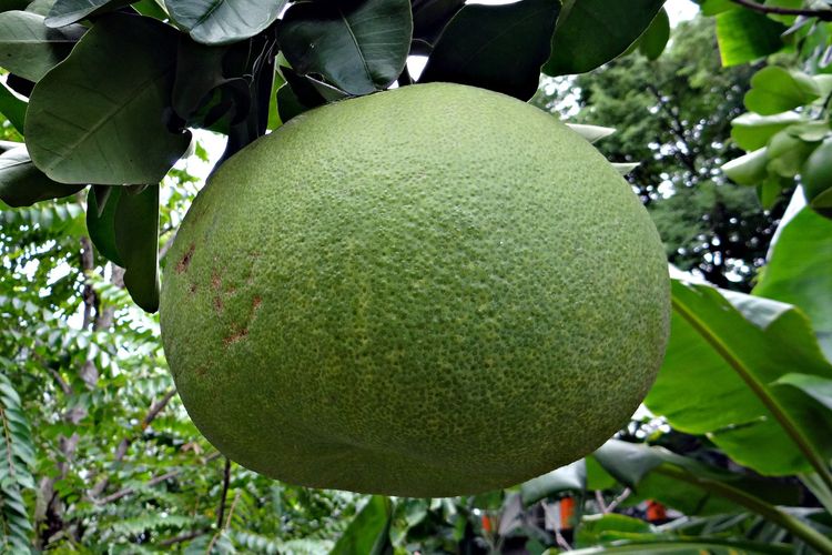 Ilustrasi jeruk besar