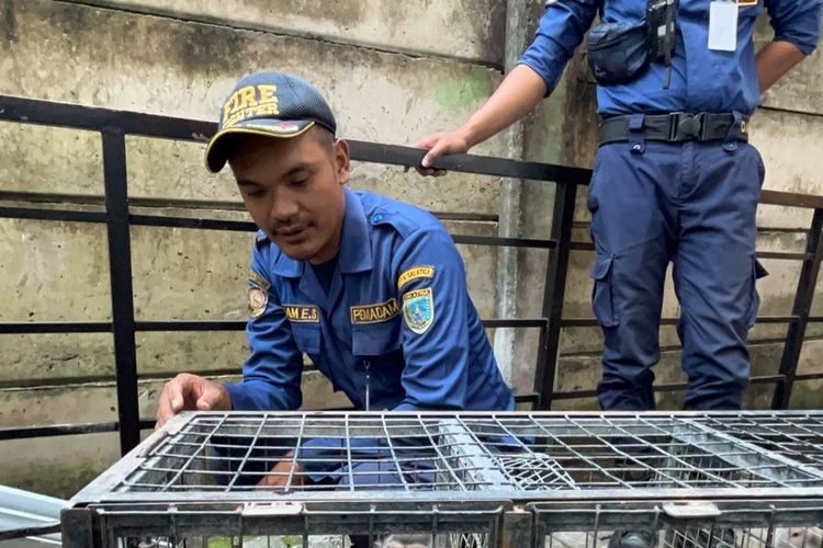 Petugas Damkar Salatiga menyerahkan monyet ke BKSDA Jateng