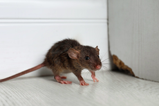 Cara Ampuh Mengusir Tikus dari Rumah dan Mencegahnya Datang Kembali