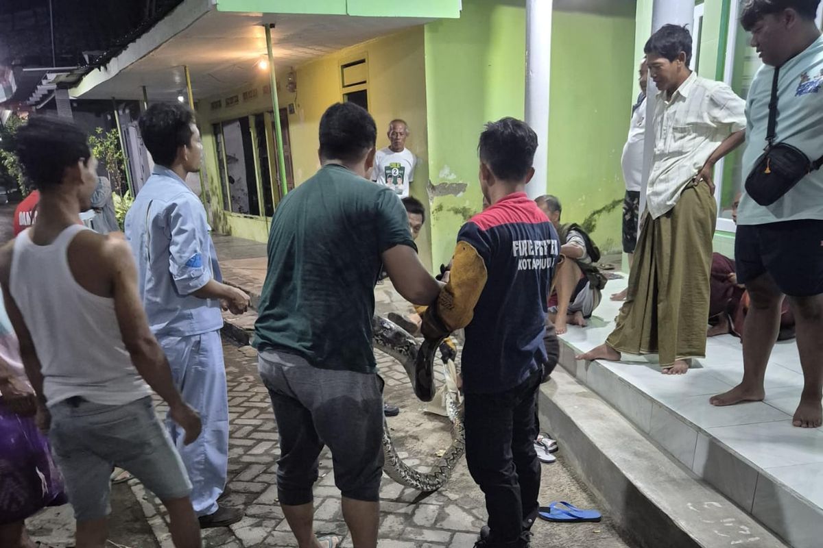 Warga Kelurahan Purworejo, Kecamatan Purworejo, Kota Pasuruan menangkap ular pyton sepanjang 5 meter, Sabtu (17/05/2025) 