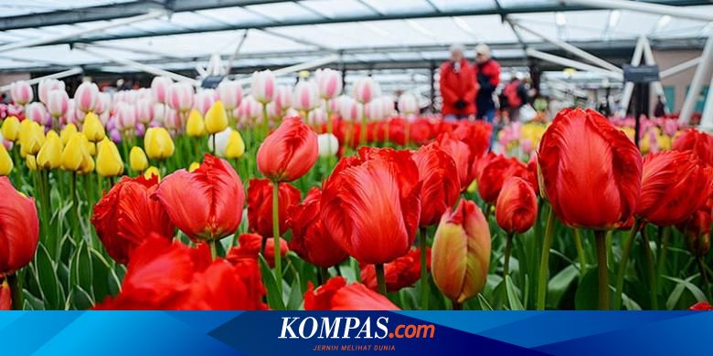 Wisata Belanda Semangat Belajar Dari Keterbatasan Halaman All Kompas Com