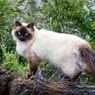 Perbedaan Kucing Himalaya Vs Siam, Jangan Sampai Keliru