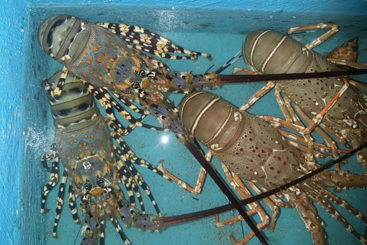 Lobster laut jenis mutiara milik Ali Murtadho yang siap dipasarkan.