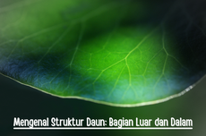 Mengenal Struktur Daun: Bagian Luar dan Dalam