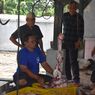 Satgas PMK Purworejo Temukan Hewan Kurban Terindikasi PMK, Begini Penanganannya...