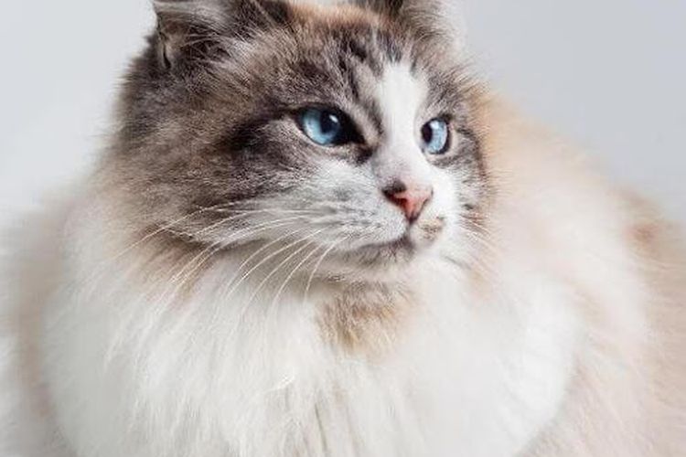 10 Jenis Kucing Peliharaan Yang Paling Menggemaskan Dan Mudah Untuk 