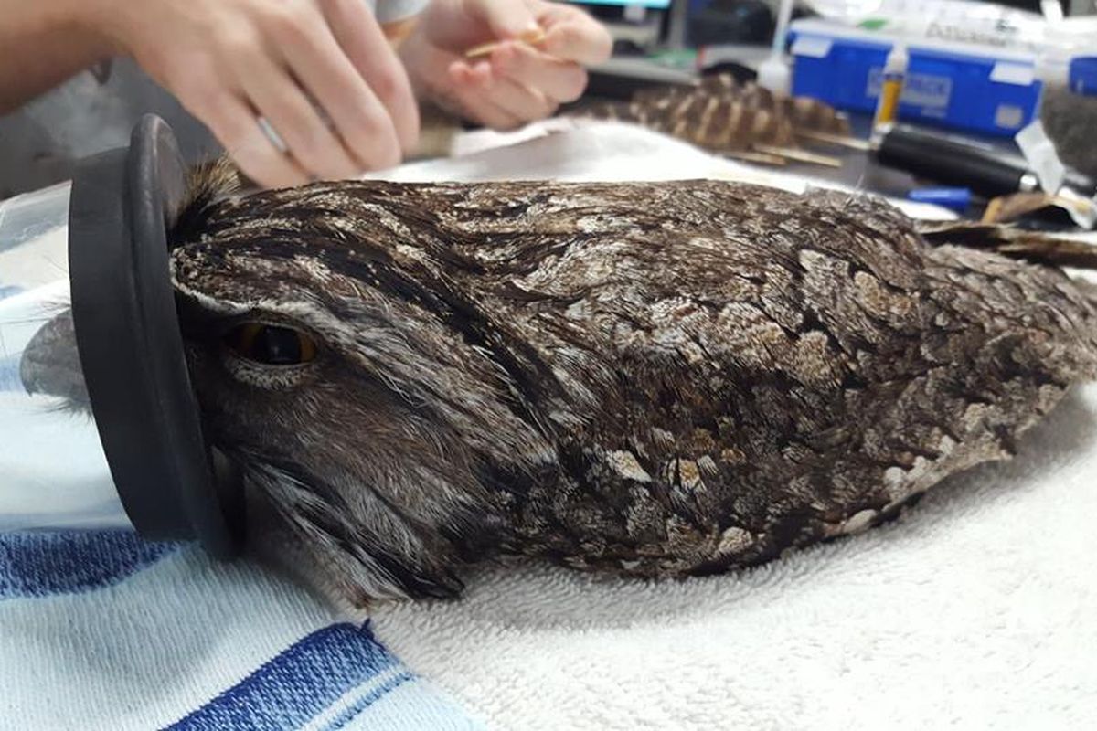 Kouro, burung frougmouth asal Australia yang melakukan transplantasi bulu untuk sayapnya yang rusak karena tersangkut di pagar berduri.