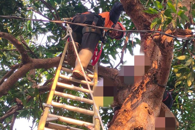 Petugas damkar saat mengevakuasi seorang warga yang tewas di atas pohon di Kelurahan Semampir, Kota Kediri, Jawa Timur, Minggu (26/11/2023).