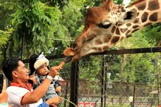 Kebun Binatang Surabaya Buka Lagi, Anak-anak Boleh Masuk