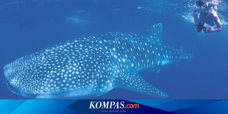 Mirip Manusia Paus Dan Lumba Lumba Ternyata Juga Berbudaya Halaman All Kompas Com