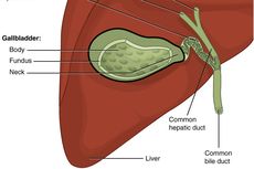 Organ Hati: Bagian dan Fungsinya