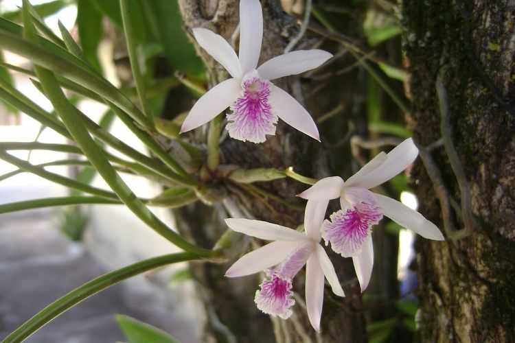 Ilustrasi bunga anggrek epidendrum.