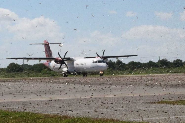 Kawanan belalang berada di landasan pacu Bandara Umbu Mehang Kunda, Waingapu, Sumba Timur, NTT