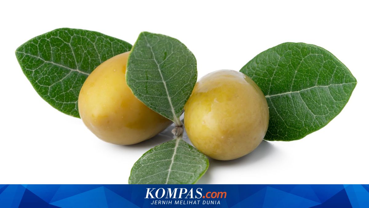 Mengenal PolyAcNix™, Ekstrak Tamanu dari Sulawesi yang Efektif Mengatasi Jerawat