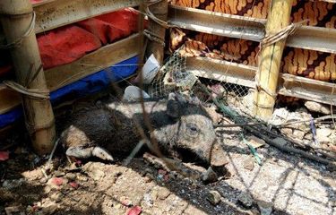 Babi yang bikin geger warga diamankan di Kelurahan Bedahan, Sawangan, Kota Depok, Selasa (27/4/2021).