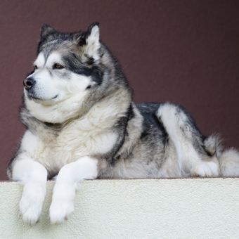 Ilustrasi anjing Alaskan Malamute.