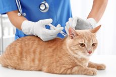 Ketahui Syarat-syarat yang Perlu Dipenuhi Sebelum Vaksinasi Kucing