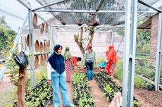 Jejak Karbon "Urban Farming" 6 Kali Lipat Lebih Besar dari Pertanian Konvensional