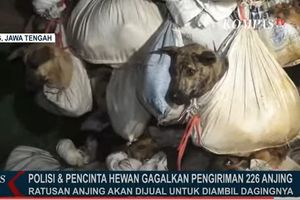 Ratusan Anjing yang Berhasil Diselamatkan di Semarang Terserang Penyakit Menular, 25 Sudah Mati
