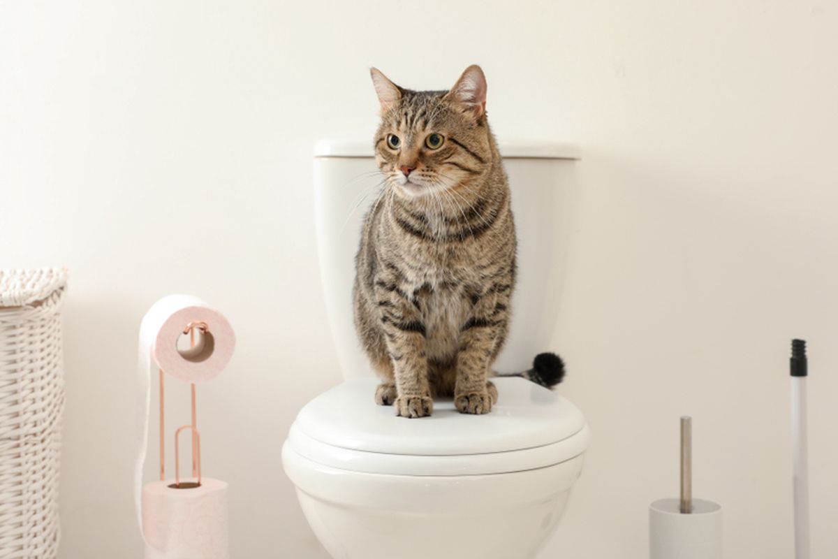Ilustrasi kucing berada di kamar mandi. 
