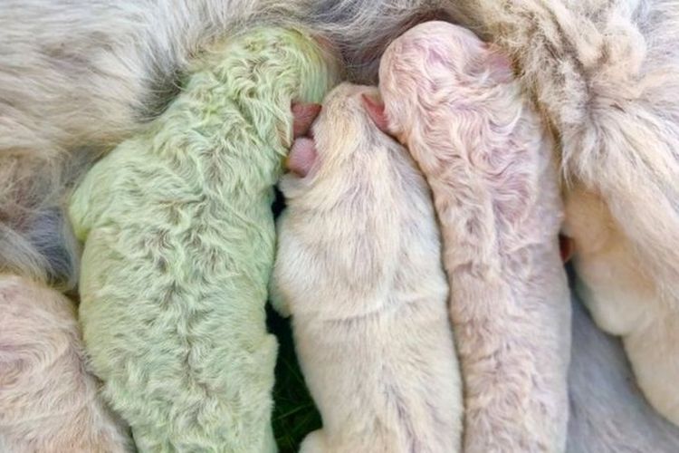 Pistachio anjing berbulu hijau langka lahir di Italia.