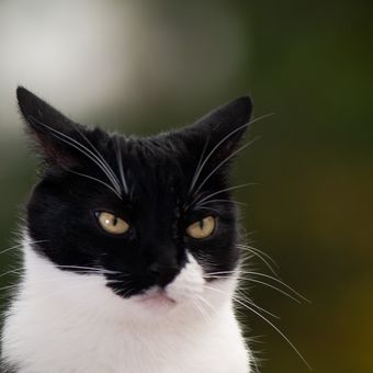 Ilustrasi kucing marah