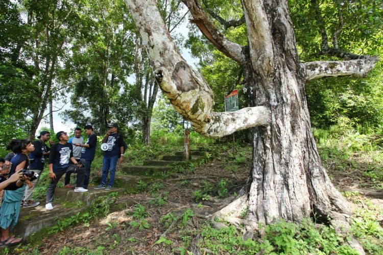 Pohon cengkeh tua yang disebut afu dan berusia 300-400 tahun di Ternate ini masih menghasilkan buah. Tim dari Terios 7-Wonders mendapatinya langsung di tengah perkebunan yang juga masih dikelola dengan usia yang sama.