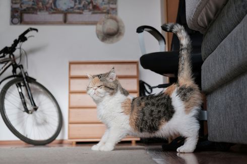 Cara Menghilangkan Bau Kencing Kucing pada Perabotan Rumah 