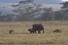 Induk Badak Sukses Gagalkan Niat Hyena Memangsa Anaknya