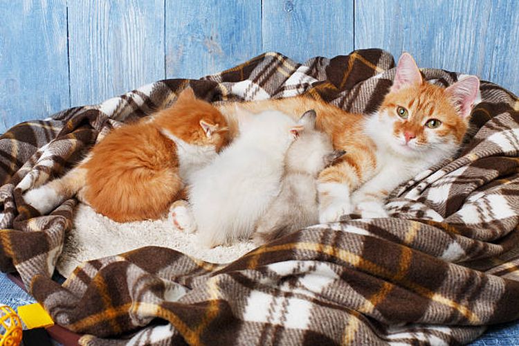 7 Tanda Kucing akan Segera Melahirkan, Apa Saja?