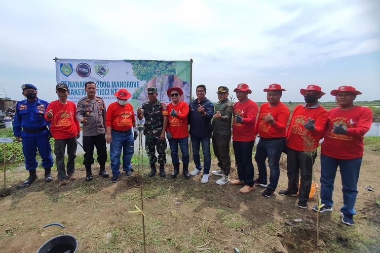 Toyota Innova Owners Club Indonesia (TIOCI) melakukan penanaman 2000 Mangrove yang berlokasi di pantai Tambak Raya (Pataya) Desa Tambak, Kecamatan Indramayu, Kabupaten Indramayu.