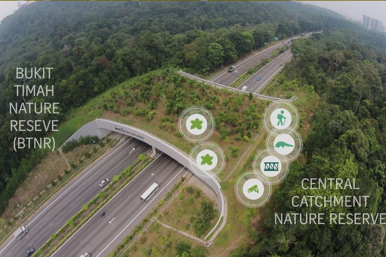 Gambar jembatan Eco-Link@BKE untuk penyeberangan hewan di Singapura.