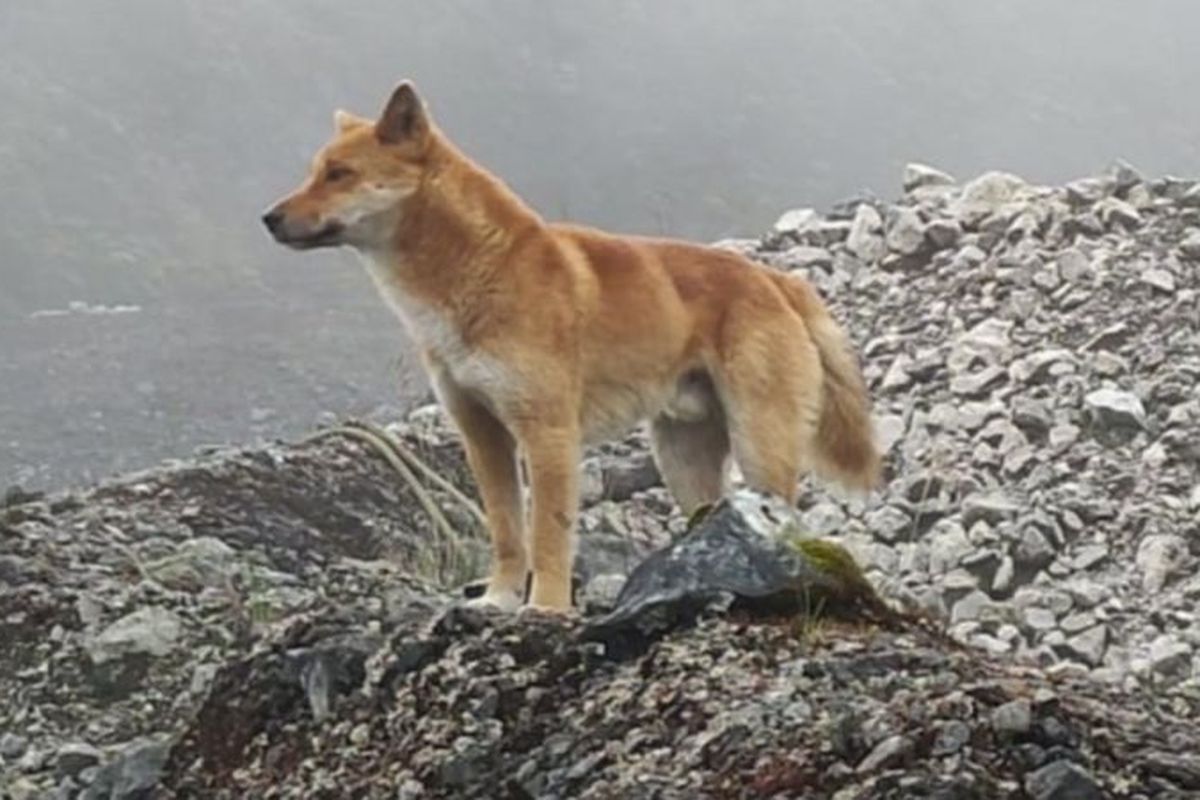 Anjing bernyanyi yang ditemukan di dataran tinggi di Papua. Anjing jenis ini tadinya diduga telah punah beberapa dekade lalu.