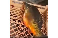Viral, Video Ikan Masih Menggelepar Setelah Tubuhnya Dibelah Jadi 2, Kok Bisa?