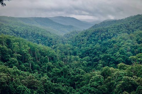 Serapan Emisi GRK Ditarget Seimbang 2030, Sektor Hutan Butuh Investasi Rp 219,66 Triliun