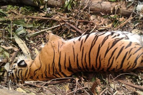 Cerita Harimau Sumatera Bunting Mati Tergantung Tali Jerat