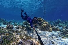 Wisatawan yang Hendak Snorkeling dan Diving di TN Komodo, Diimbau Cek Kesehatan Dulu