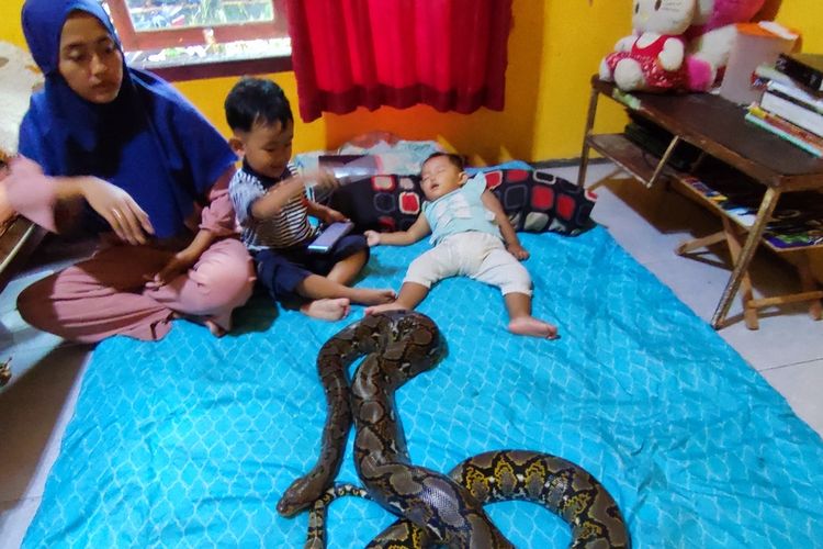 Satu keluarga, Fauzi, Elis, Rafasya, dan Raisa, warga Desa Kertaungaran, Kecamatan Sindang Agung, Kabupaten Kuningan, Jawa Barat hidup bersama ular tahunan. Mereka bermain hingga tidur bersama ular.