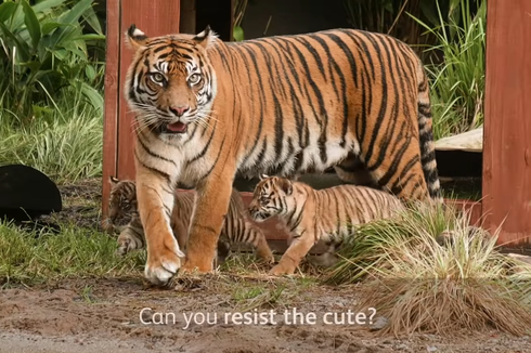 Cerita Pengunjung Soal Suasana Indonesia di Tiger Trek Taronga Zoo Australia