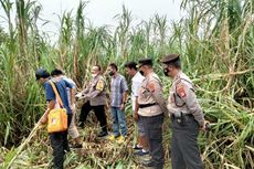 Geger Temuan Kerangka Manusia di Area Persawahan Godean, Sleman