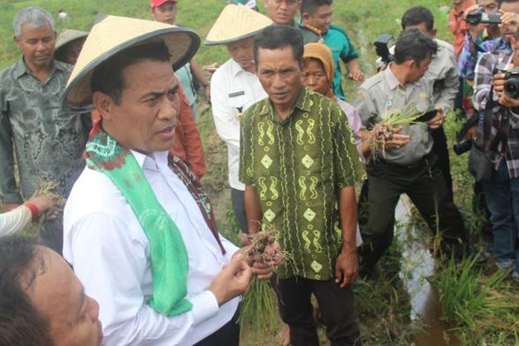 Menteri Pertanian Andi Amran Sulaiman (kemeja putih bercaping) berdialog dengan petani saat panen bawang merah di Desa Shabah, Kecamatan Bungur, Kabupaten Tapin, Kalimantan Selatan, Kamis (15/12). Petani di daerah tersebut berhasil mengembangkan bawang merah di areal seluas 410 hektar dengan produktivitas rata-rata 9-10 ton per hektar sejak tiga tahun lalu. Atas keberhasilan itu, Menteri Pertanian mendorong Kalimantan untuk bisa segera mewujudkan swasembada bawang merah.