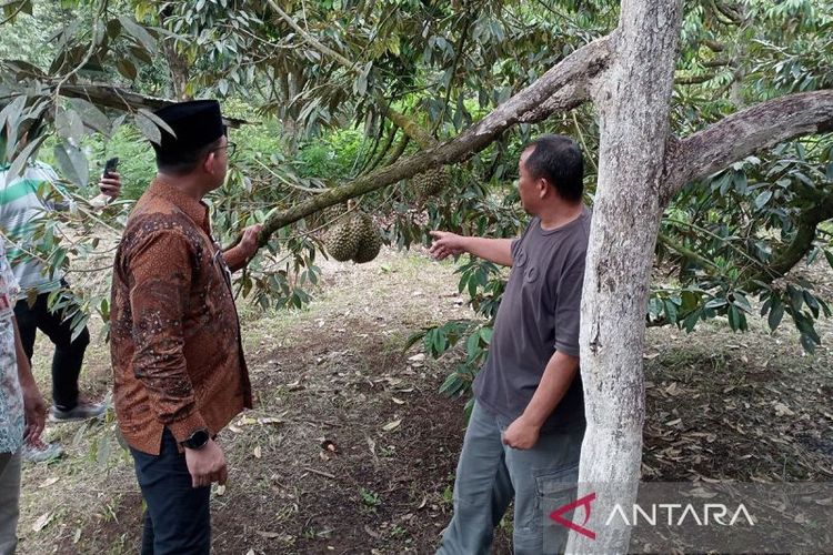 Kebun durian kromo di Banyumas, Jawa Tengah. 