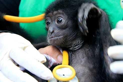 Mengintip Perawatan Bayi Siamang dan Beruang Madu oleh BKSDA Banda Aceh