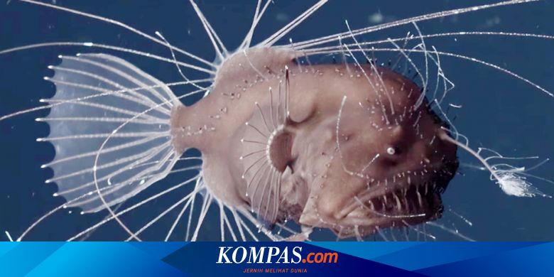 Pertama Di Dunia Video Tangkap Ngerinya Perkawinan Ikan Anglerfish Halaman All Kompas Com