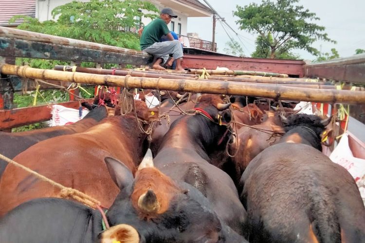 Puluhan sapi dari Bangkalan diangkut menggunakan truk fuso menuju Provinsi Riau, Minggu (1/6/2025). 