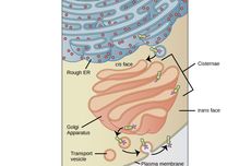 Organel Sel yang Berperan dalam Transportasi Sel