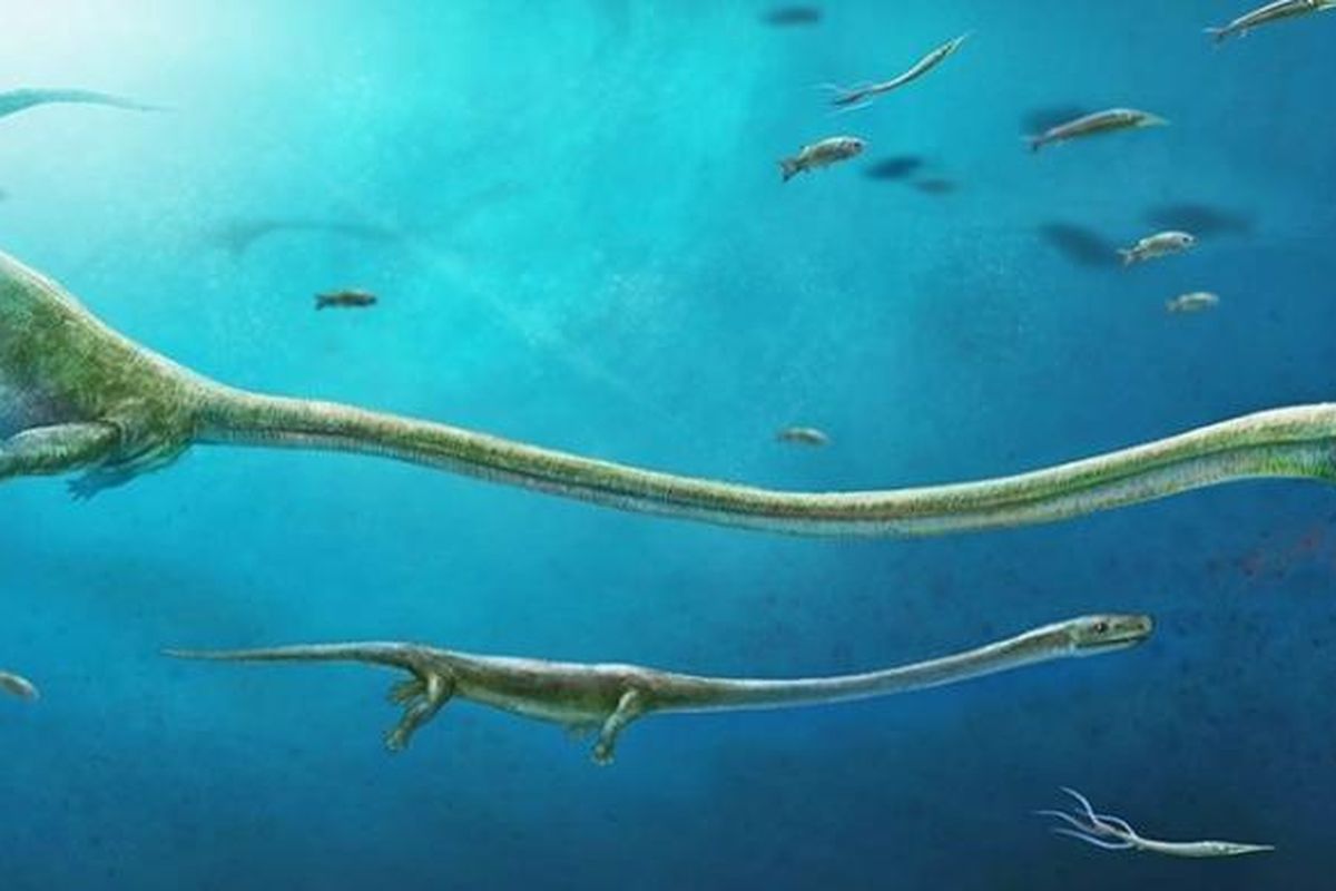 Ilustrasi Dinocephalosaurus