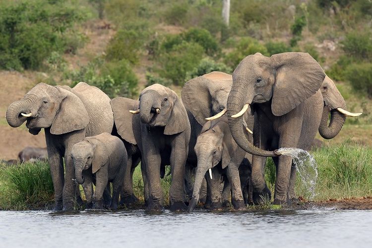 Ilustrasi gajah Afrika. Gajah Afrika, salah satu hewan besar yang disebut dapat bertahan terhadap perubahan iklim.