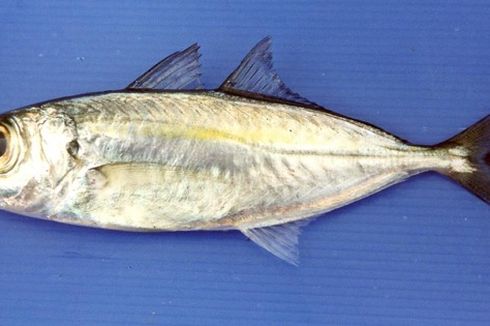 Cegah Penurunan Populasi Ikan Selar Bentong, Kementerian KP Lakukan Penelitian
